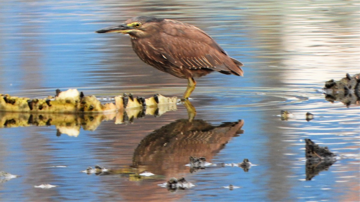 Striated Heron - ML538238121