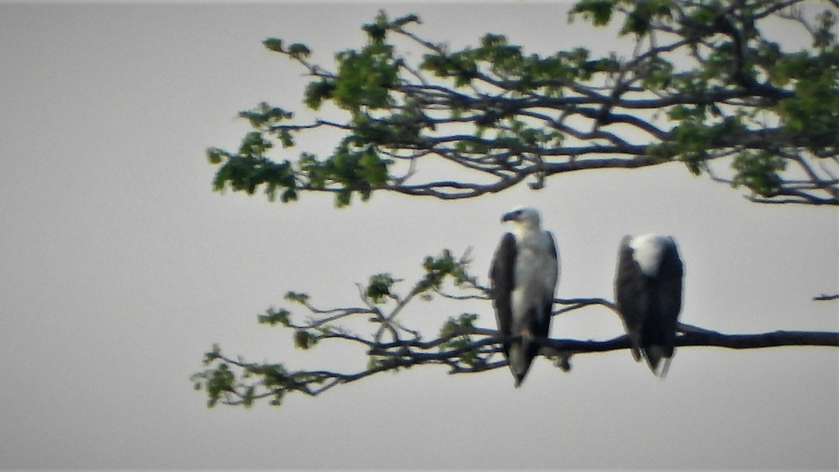 White-bellied Sea-Eagle - ML538238131