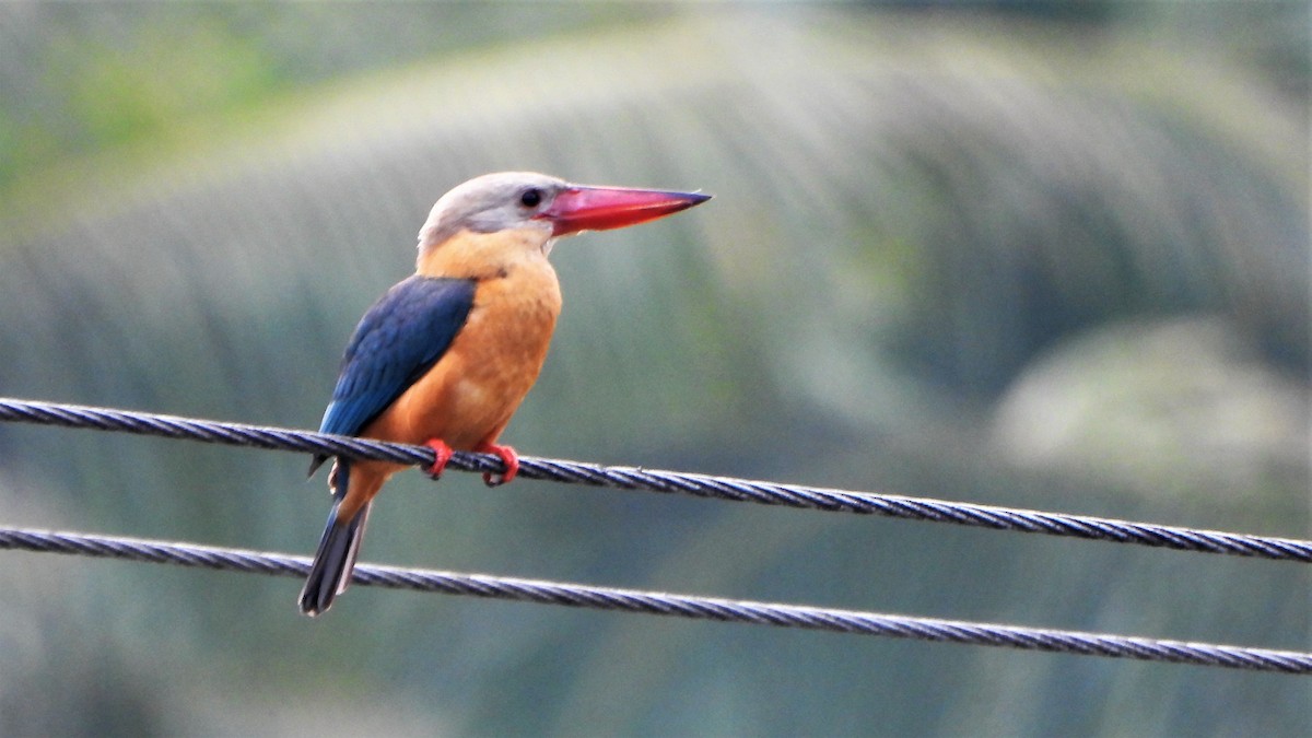 Stork-billed Kingfisher - ML538238191