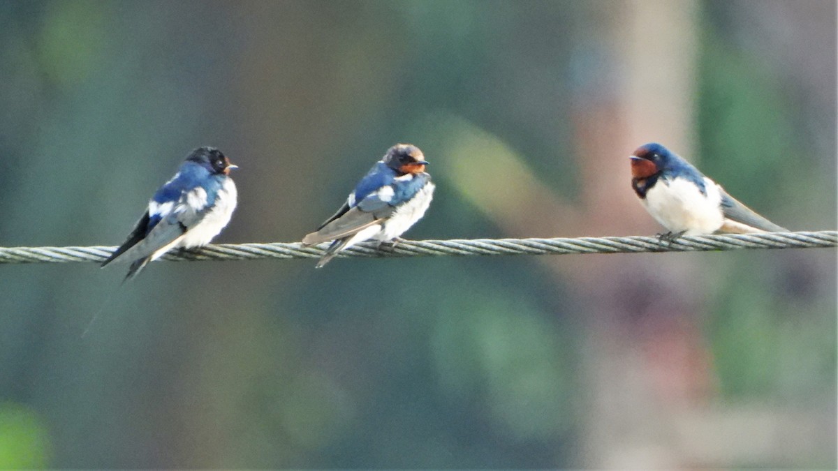 Barn Swallow - Girish Chhatpar