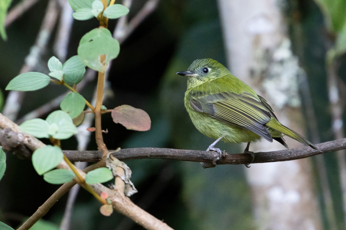 Olive-striped Flycatcher - ML538238311