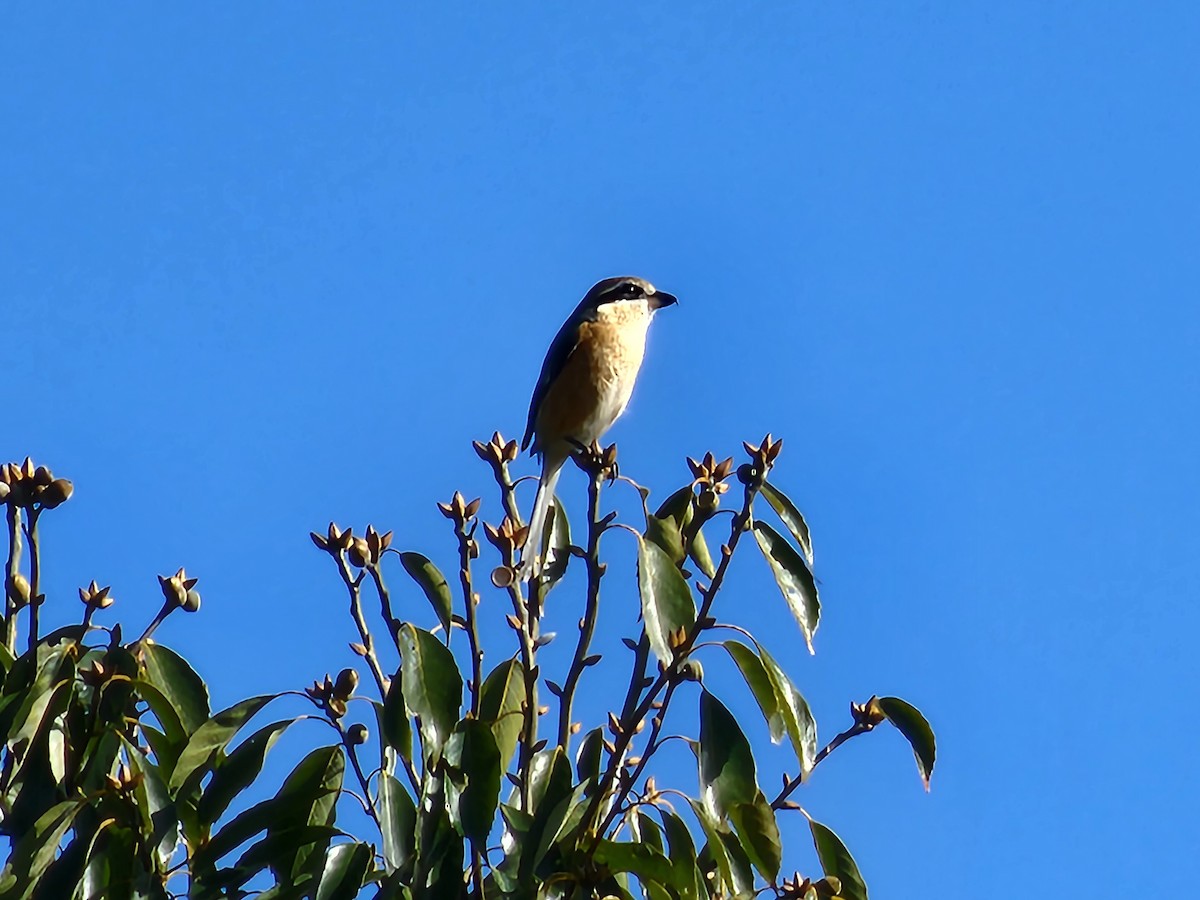 Bull-headed Shrike - ML538238591