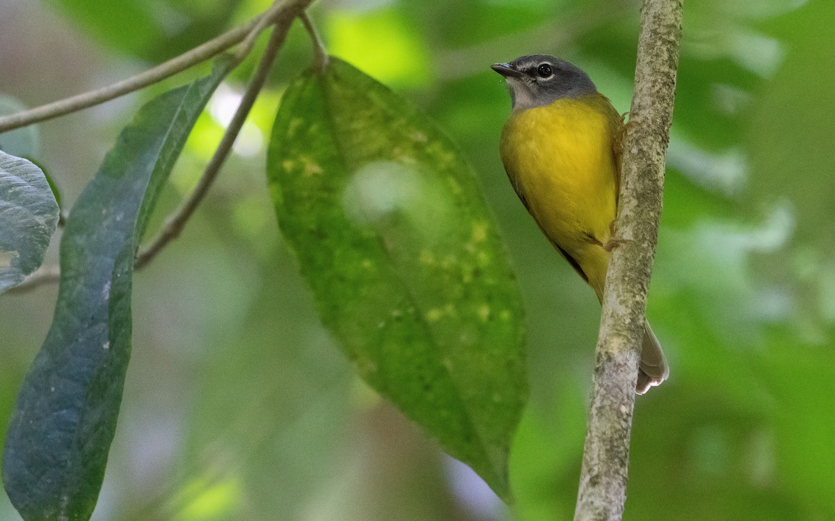 White-lored Warbler - ML538238721