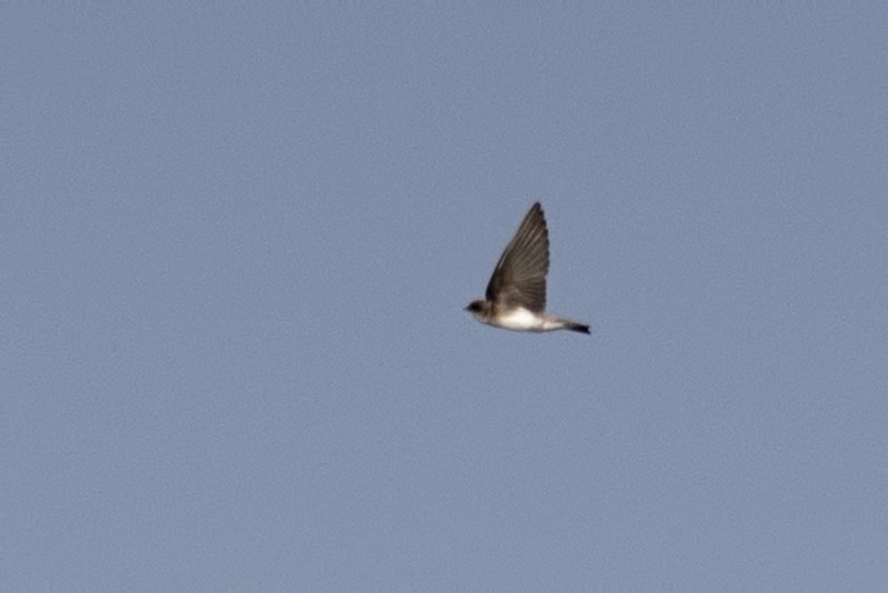 Pale Martin - ML538239461