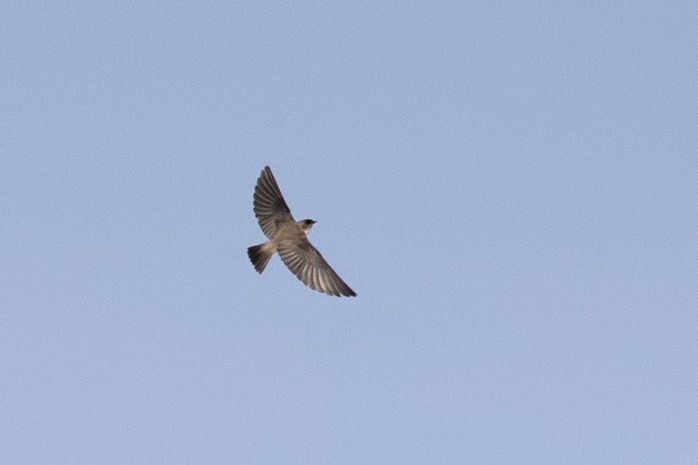 Pale Martin - ML538239471