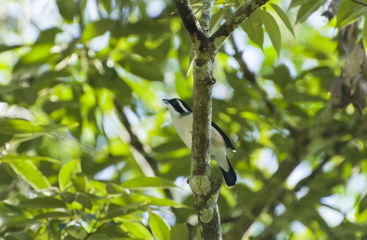 White-browed Shrike-Babbler (Chestnut-winged) - ML538239761