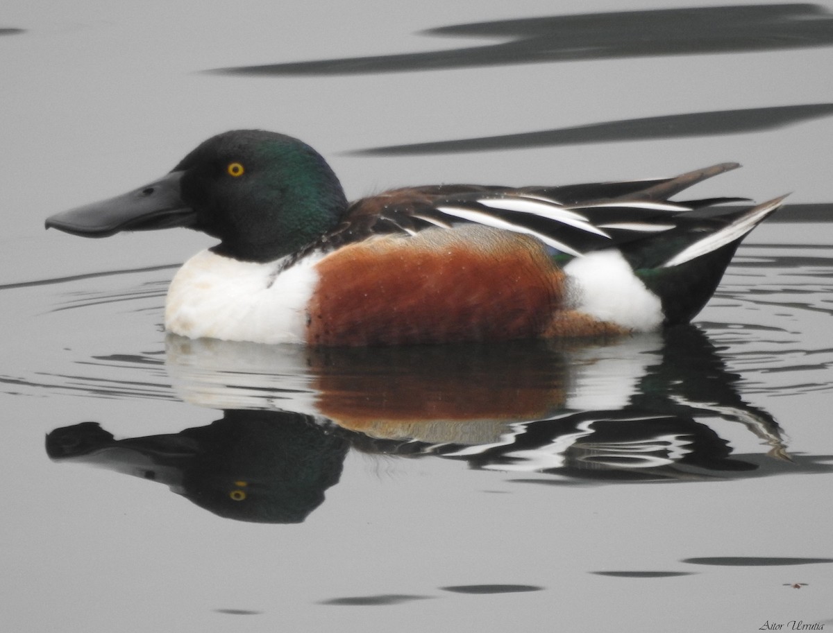 Northern Shoveler - ML538240671