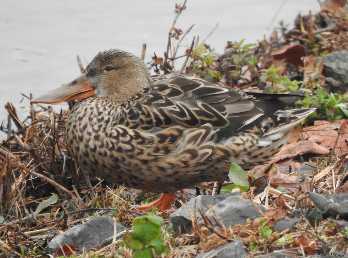 Northern Shoveler - ML538240681