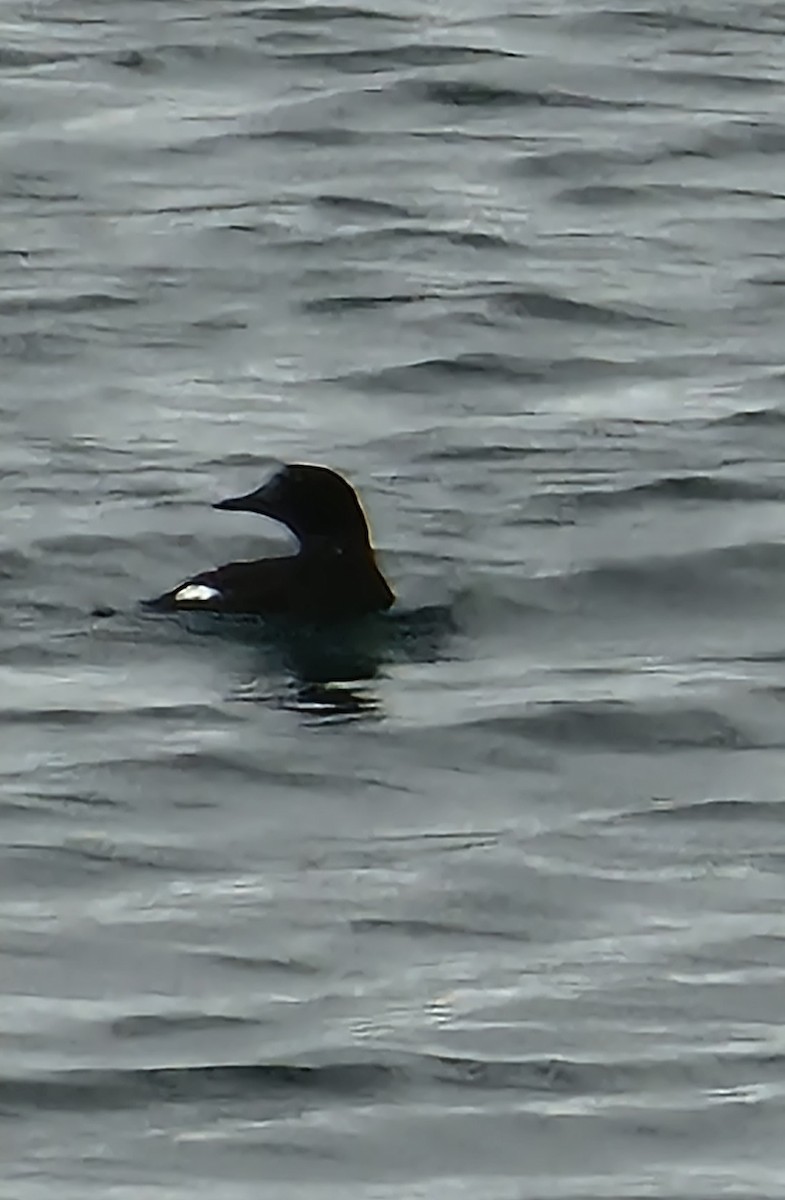 Black Guillemot - ML538241471
