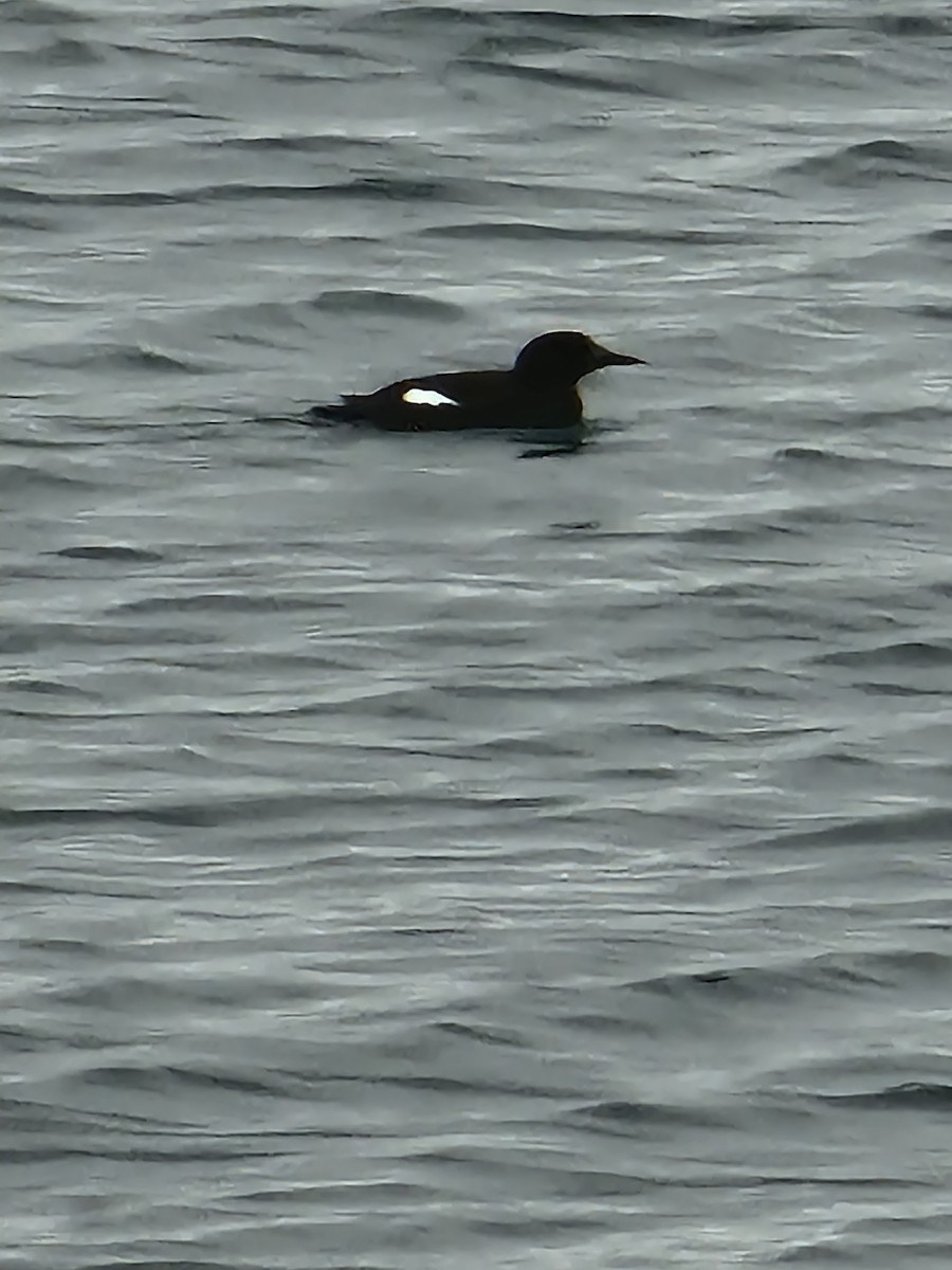 Black Guillemot - ML538241481