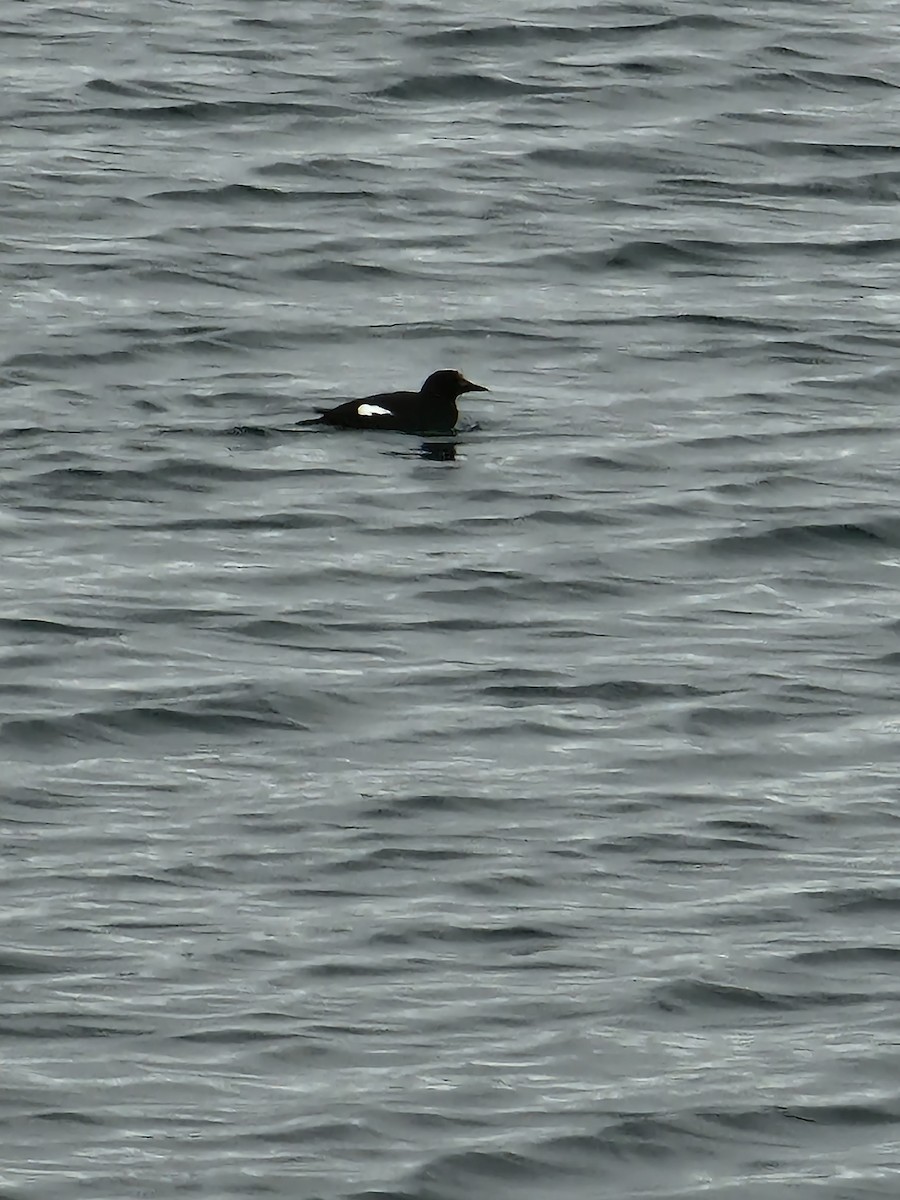 Black Guillemot - ML538241491
