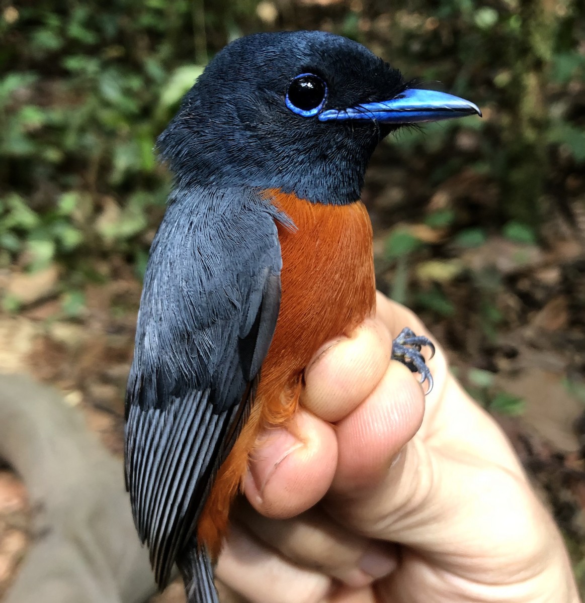 Black-headed Paradise-Flycatcher (Tricolored) - ML538242421