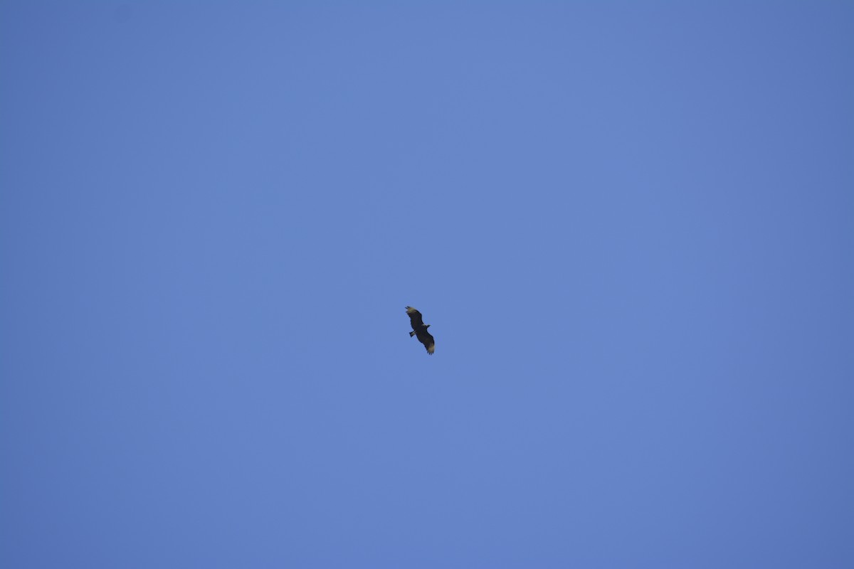 Black Vulture - ML538244661