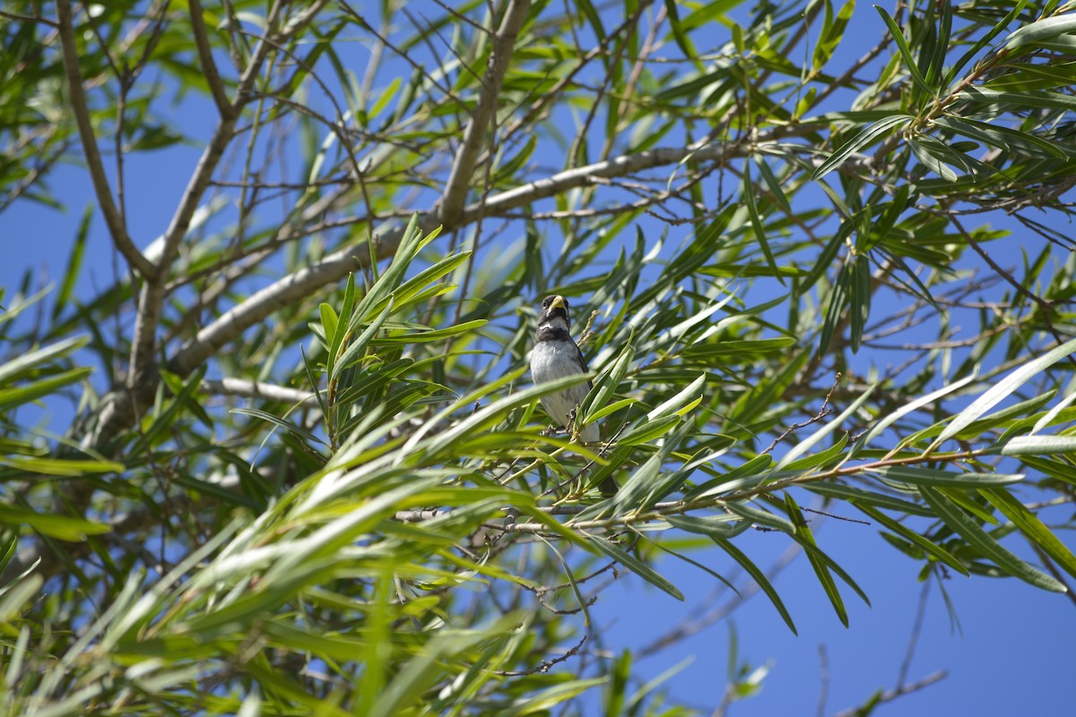 Double-collared Seedeater - ML538244741