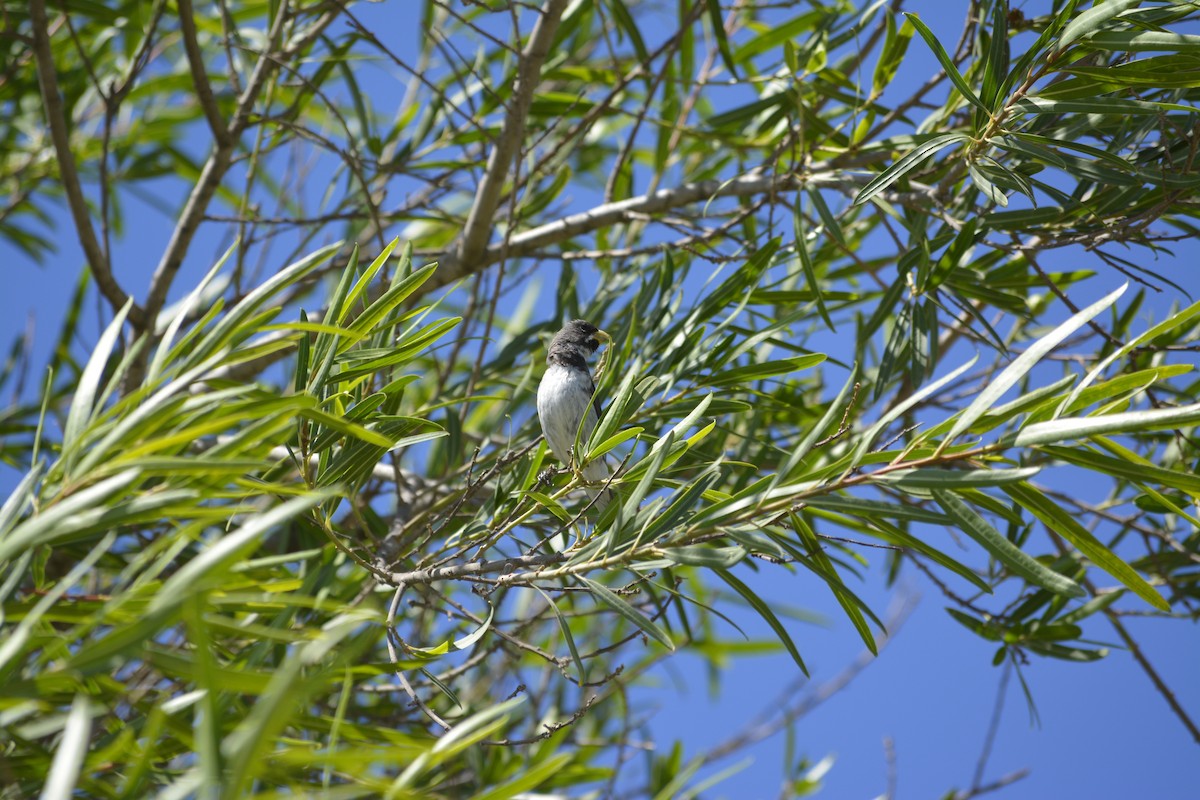 Double-collared Seedeater - ML538244751