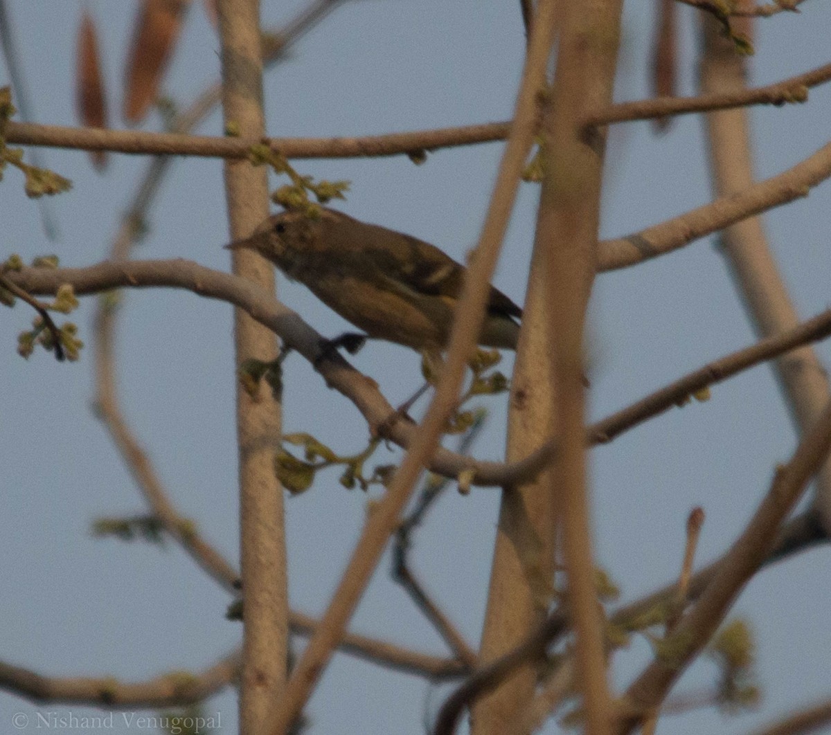 Passeriformes, unbestimmt (Old World warbler sp.) - ML538244871