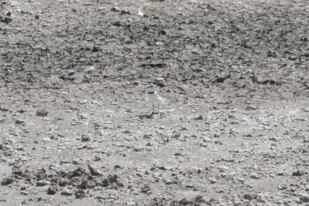 Collared Plover - ML538245071