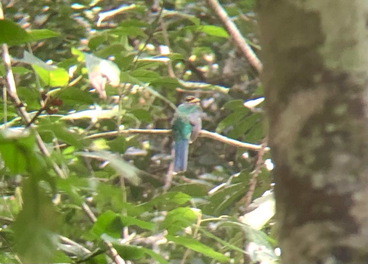 Bare-cheeked Trogon - Garrett Rhyne