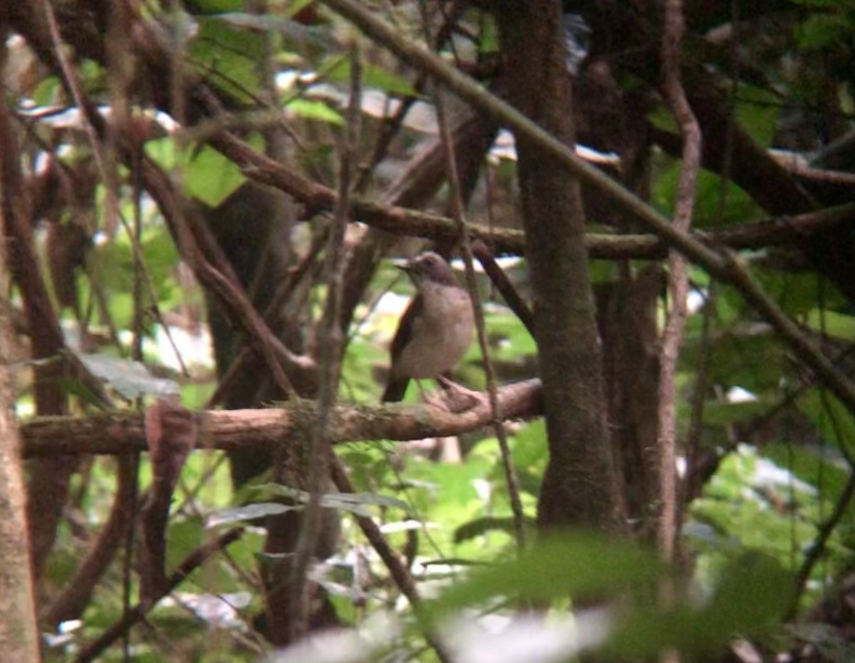 Brown-chested Alethe (Chestnut-backed) - ML538245441