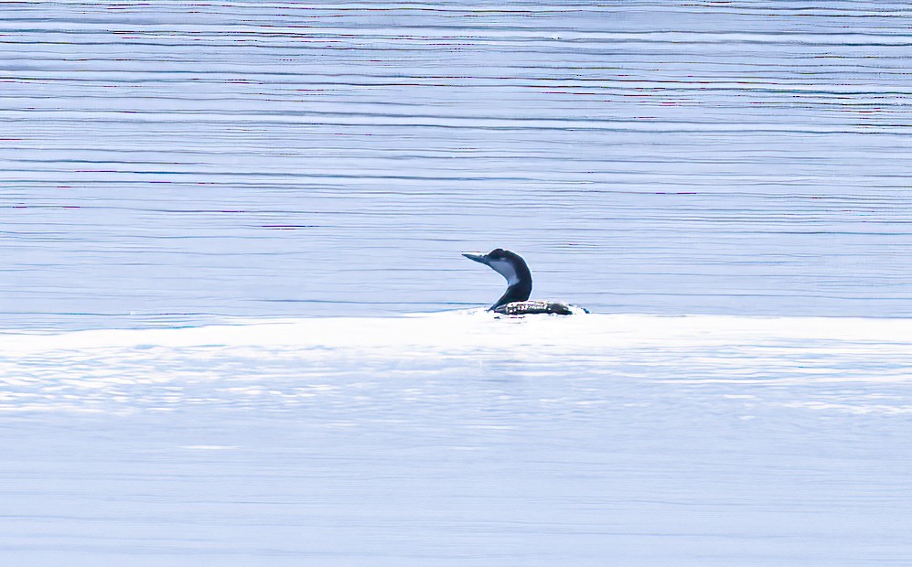 Common Loon - ML538246641