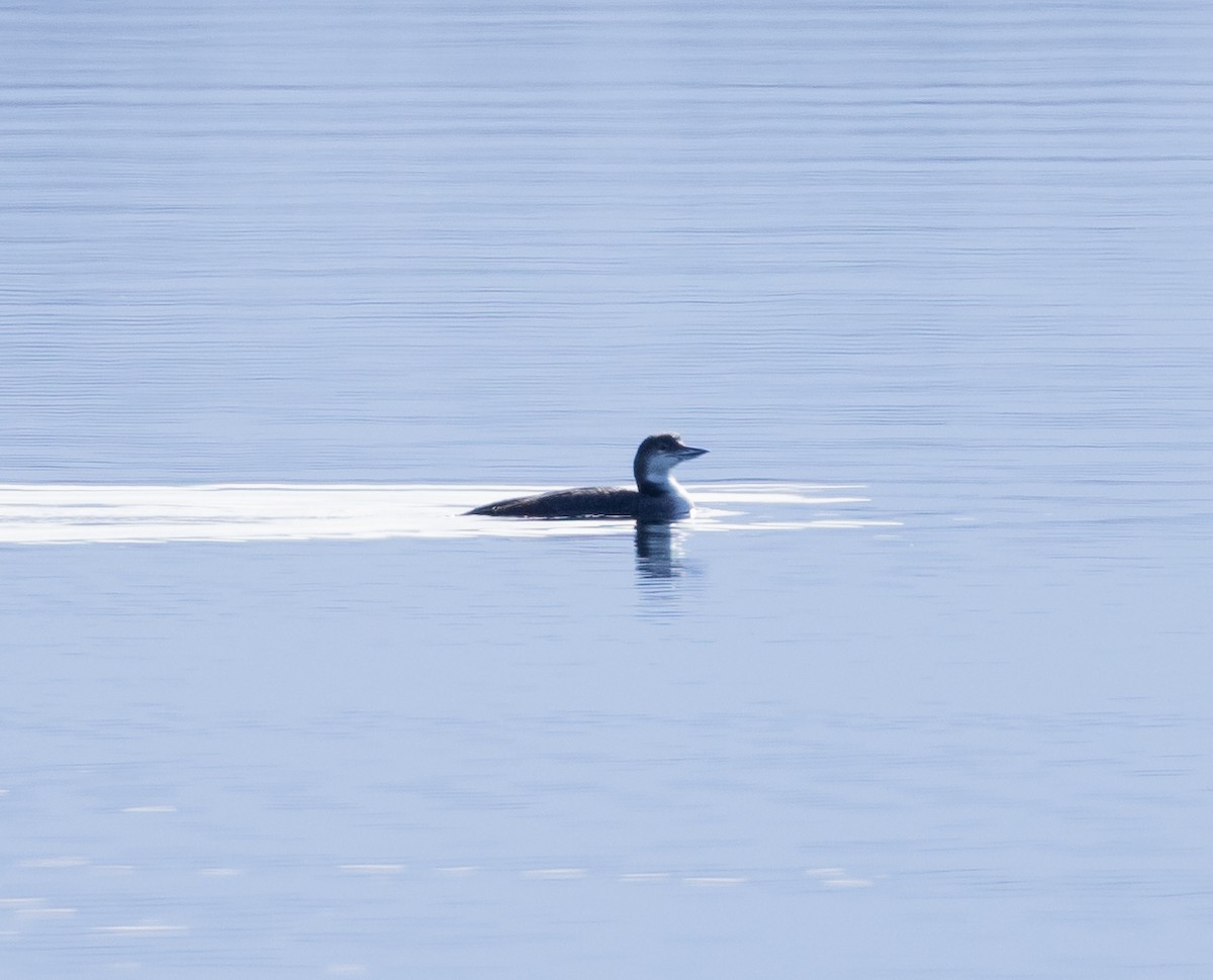 Common Loon - ML538246651