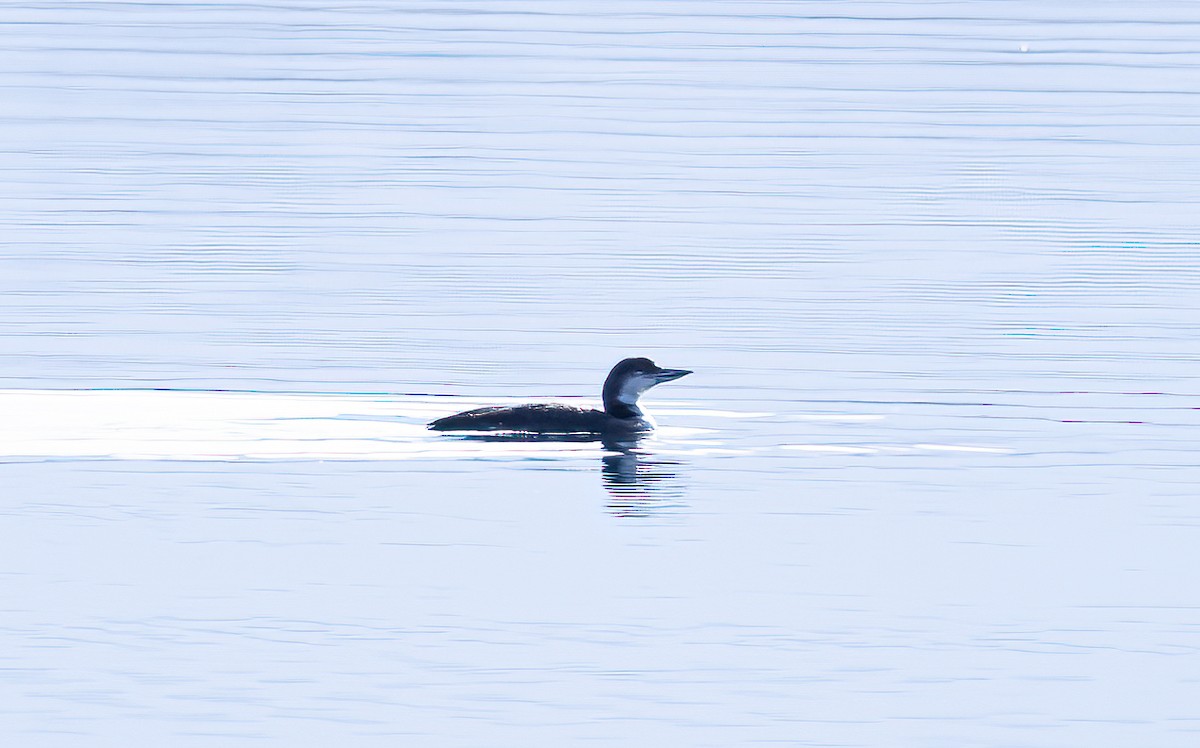 Common Loon - ML538246661