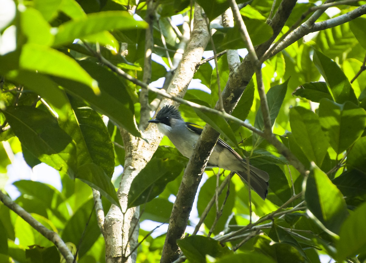 Bulbul à ailes vertes - ML538247131