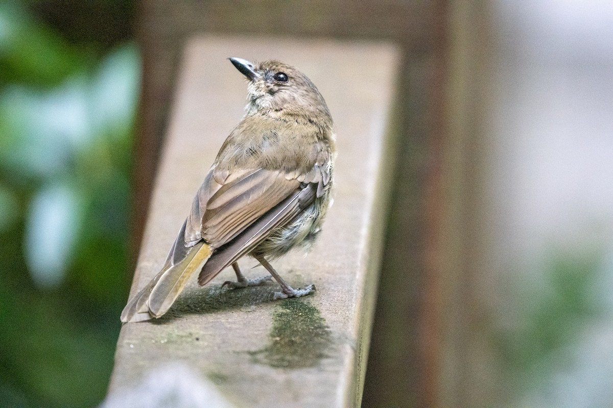 Golden Whistler - ML538247221