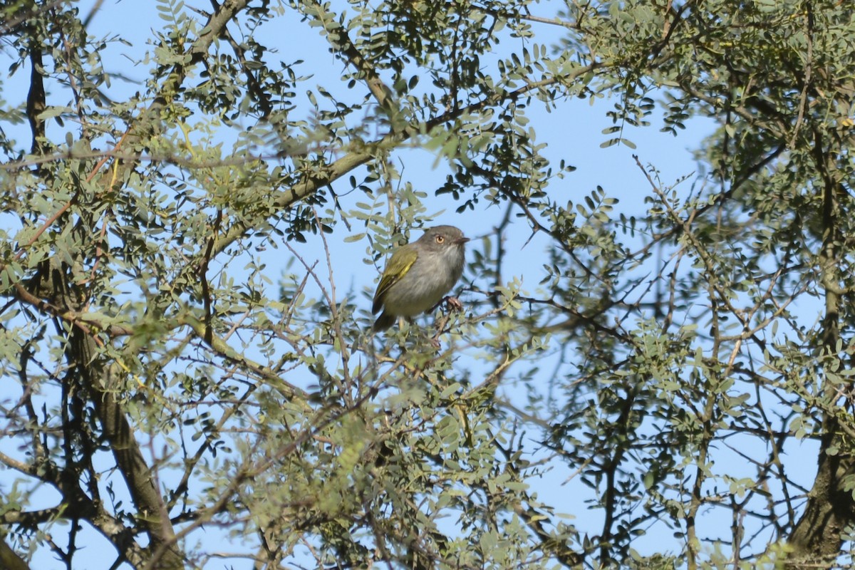 Pearly-vented Tody-Tyrant - ML538247281