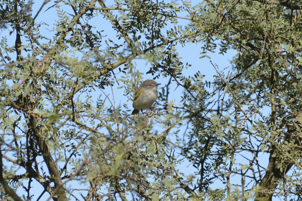 Pearly-vented Tody-Tyrant - ML538247291