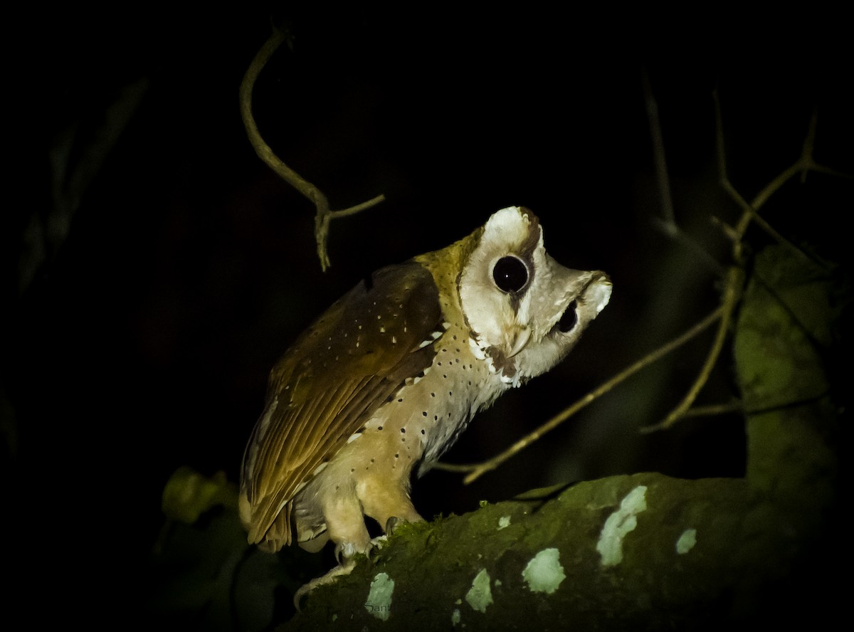 Oriental Bay-Owl - ML538247641