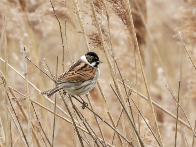 Reed Bunting - stephen  carter
