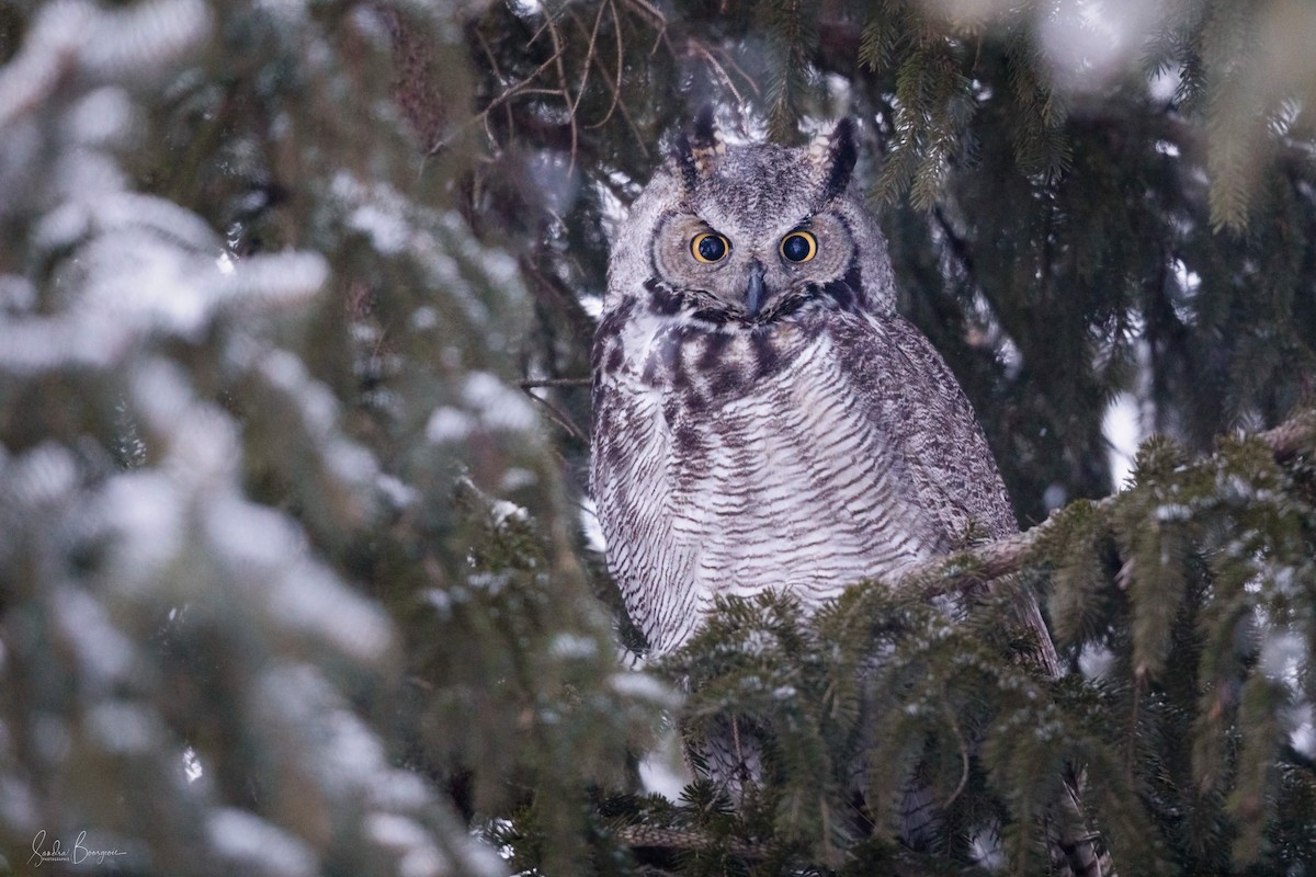 Great Horned Owl - ML538249431