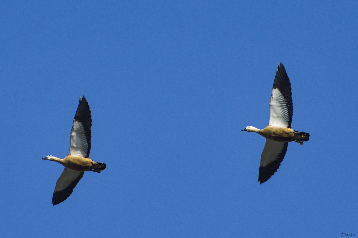 Ruddy Shelduck - ML538249551