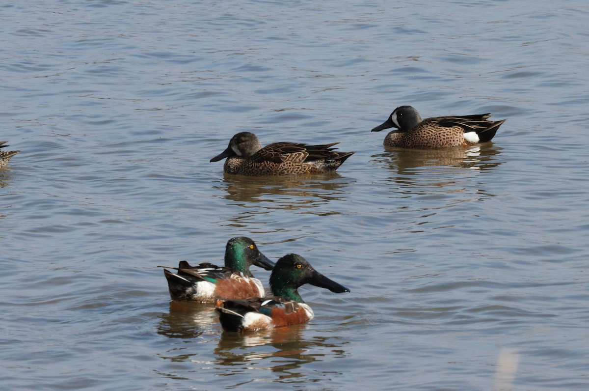 Blue-winged Teal - ML538251081