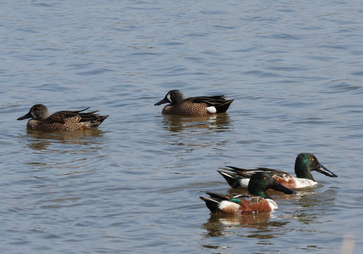 Northern Shoveler - ML538251601