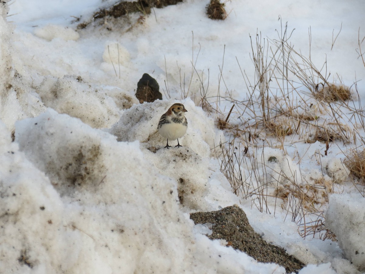 Lapland Longspur - ML538252621