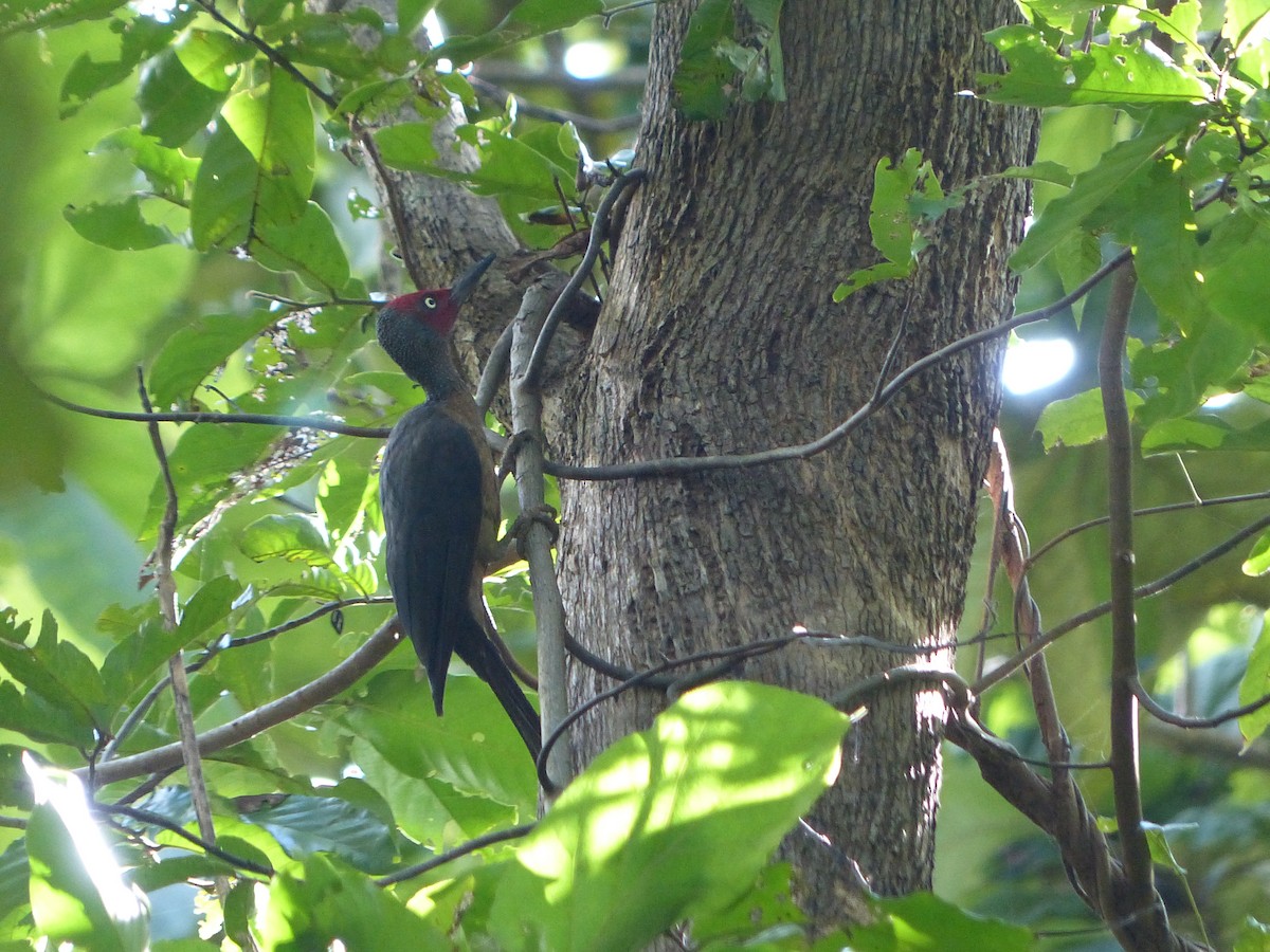 Ashy Woodpecker - Thomas Churchyard