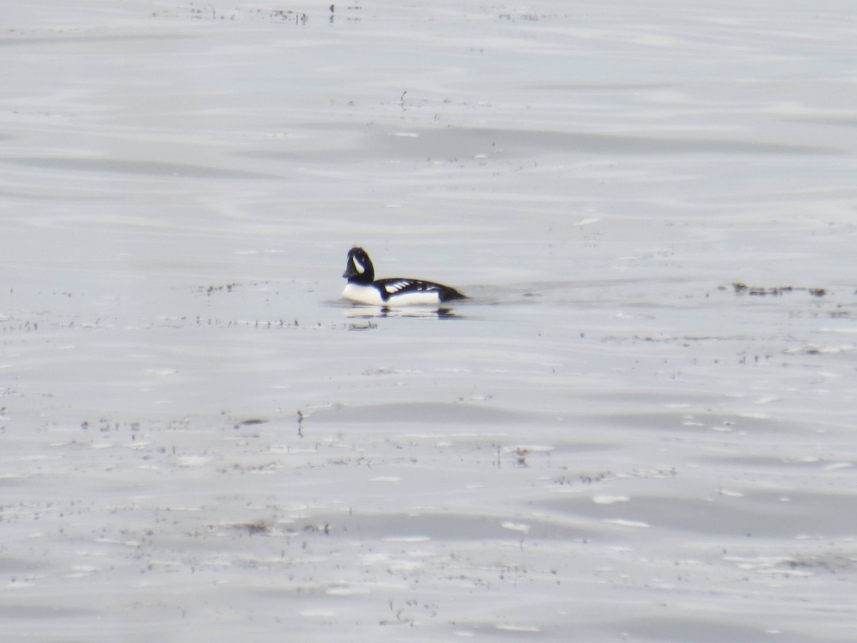 Barrow's Goldeneye - ML538254011