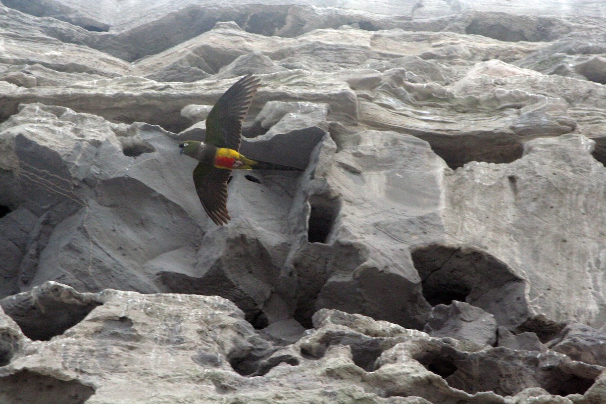 Patagonya Papağanı - ML538254171