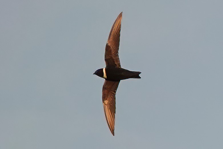 White-collared Swift - ML538254521