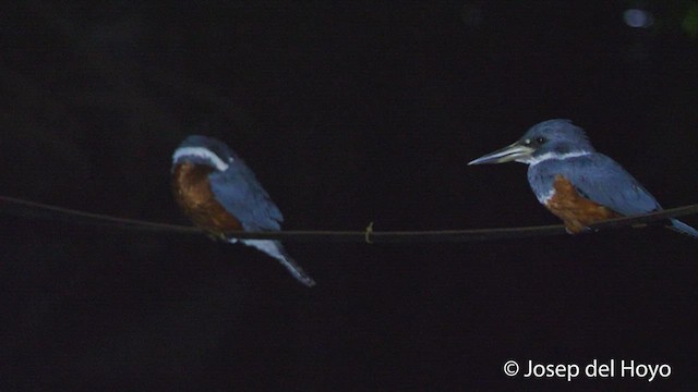 Ringed Kingfisher (Northern) - ML538254891