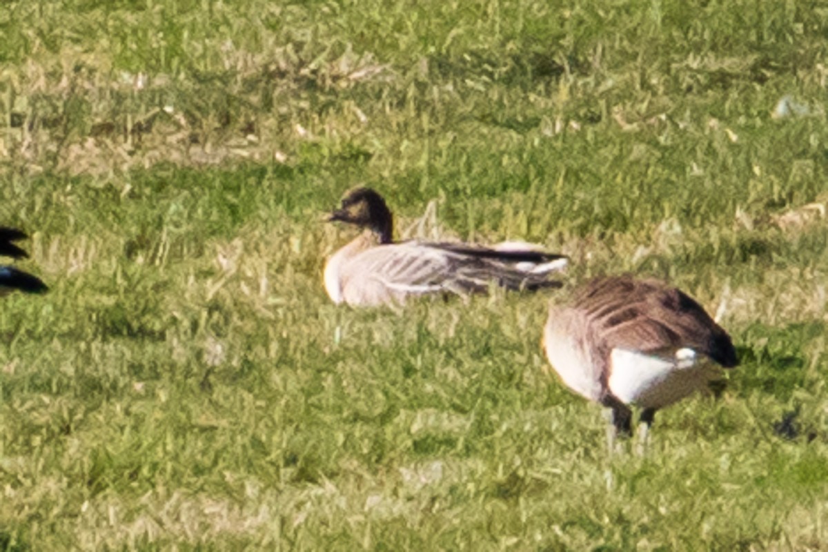 Pink-footed Goose - ML53825491