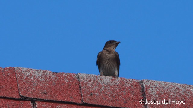 Golondrina Pechigrís - ML538255111