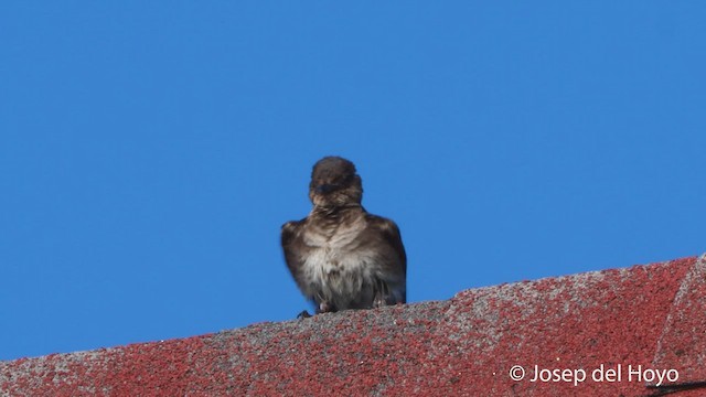 Gray-breasted Martin - ML538255141