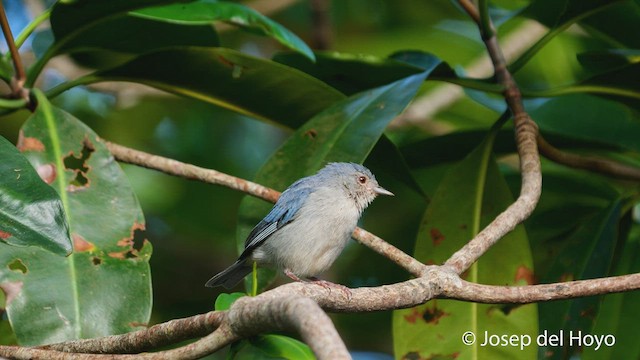 Bicolored Conebill - ML538255151