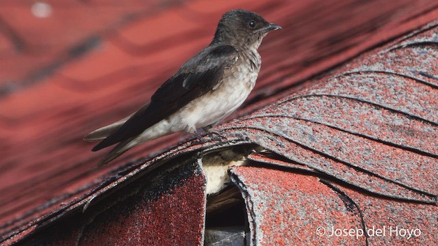 Gray-breasted Martin - ML538255161