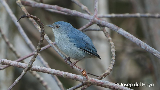 Bicolored Conebill - ML538255181