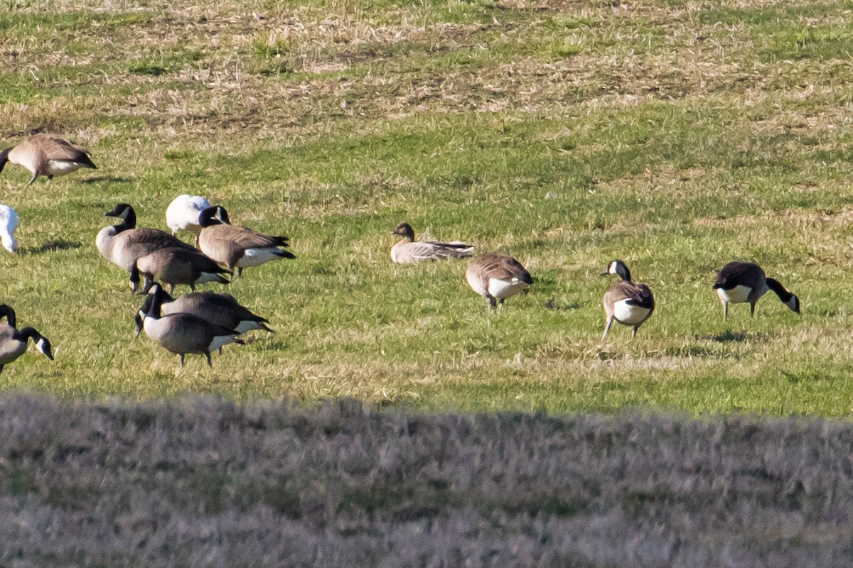 Pink-footed Goose - ML53825521