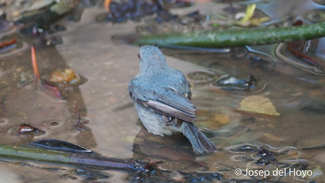 Bicolored Conebill - ML538255231